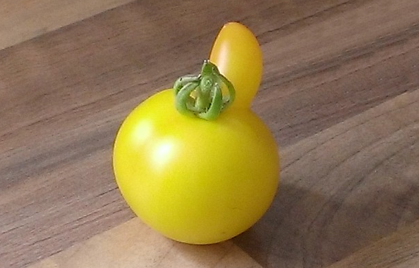 image of a tomato pretending to be a root vegetable